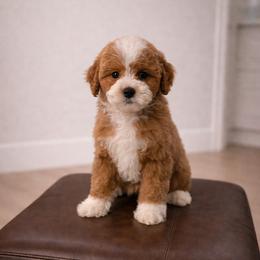 Buttons - Red female Cavapoo puppy in Floyd, Virginia from Hearts and Paws Poodles and Doodles