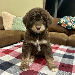 Blizzard - Red tri male Miniature Australian Shepherd puppy in Edgar Springs, Missouri from Scott’s Aussies LLC