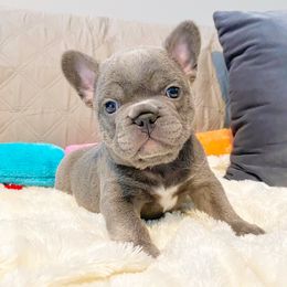 French Bulldog Puppies from Bourbon Country Bullies