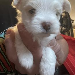 Cye - White male Morkie puppy in Taylorsville, North Carolina from Mountain Top Hot Tailz