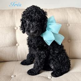 Iris - Black female Poodle puppy in Fishers, Indiana from Grace Haven Poodles