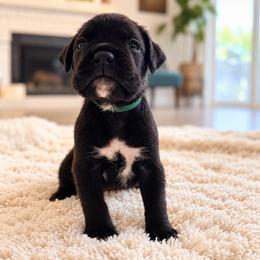 Lucky - Brindle male Boxer puppy in Murrieta, California from Boxerpupziesrock