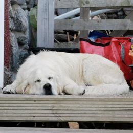 Golden Retriever All Grown Up from Night Sky Golden