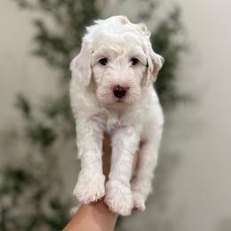 Rusty boy - Parti male Goldendoodle puppy in Rio Linda, California from Plush Doodles