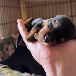 Yorkshire Terrier Puppies from Sharon Gellerman's Yorkshire Terriers