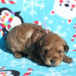 Pumpkin - Sable female Poodle puppy in Greenville, South Carolina from Wendy's House Of Poodles LLC