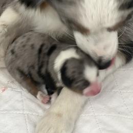 Star - Blue merle female Toy Australian Shepherd puppy in Norco, California from River Springs Aussies