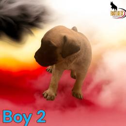 Mastiff Puppies from FrontlineK9 Boarding & Training LLC