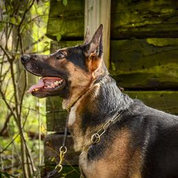 German Shepherd All Grown Up from Vom Feuerlands
