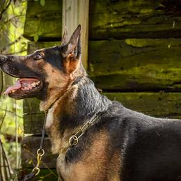 German Shepherd All Grown Up from Vom Feuerlands