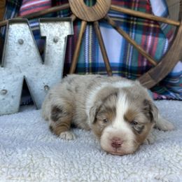 Pumpkin - Red merle male Miniature Australian Shepherd puppy in Checotah, Oklahoma from Wild Outlaw Aussies