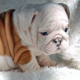 Bulldogs from North Ga Bulldogs