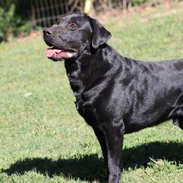 Storm - Labrador Retriever