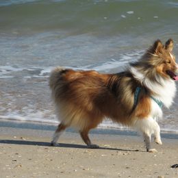 Shetland Sheepdog All Grown Up from Fox Point Farm Toy Shelties