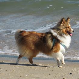 Shetland Sheepdog All Grown Up from Fox Point Farm Toy Shelties
