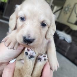 Max - Cream male Dachshund puppy in Cypress, Texas from Cypress Dachshunds