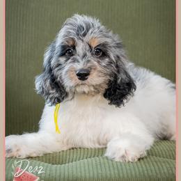 Maddie - Merle female Cockapoo puppy in Connersville, Indiana from Deaz Doodle Ranch