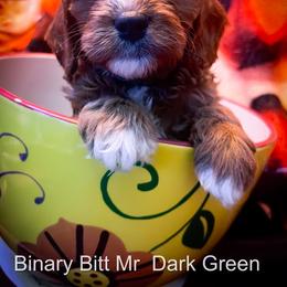 Mr Dark Green - Red male Cavapoo puppy in Maple Grove, Minnesota from Honey Bit Kennels