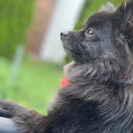 Pomeranians from Mannimal Farm