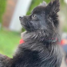 Pomeranians from Mannimal Farm