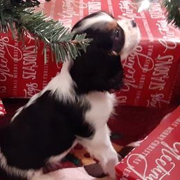 Cavalier King Charles Spaniels from Cozy Cavaliers