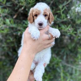 Bud - Parti male Poodle puppy in Queen Creek, Arizona from Desert Dusted Poodles