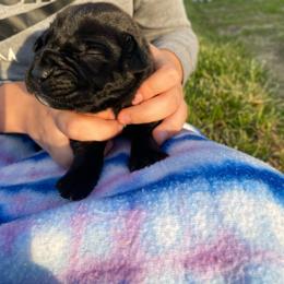 Pink collar female - Black female Boerboel puppy in Sedgewickville, Missouri from Heritage Boerboels