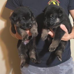 Boy 1 - Bi-color male German Shepherd puppy in Ashville, Alabama from Cane Sportivo