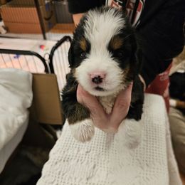 Purple - Black rust and white female Bernese Mountain Dog puppy in Auburn, Washington from MSM Bernese Mountain Dogs