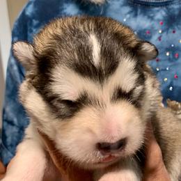 Tyson - Gray and white male Alaskan Malamute puppy in Palmyra, Michigan from Illusion Kennel