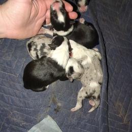 Australian Shepherd and Great Dane Puppies from AEW Farm