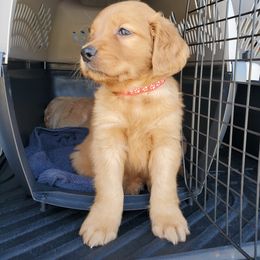 Golden Retriever Puppies from Emma's Golden Puppers