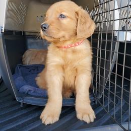 Golden Retriever Puppies from Emma's Golden Puppers