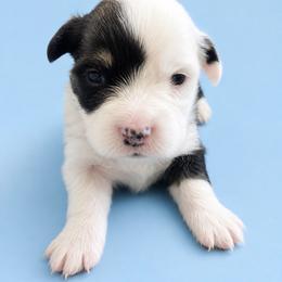 Marco - White and black male Pembroke Welsh Corgi puppy in Ramona, Oklahoma from Eden Farms Corgis
