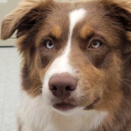 Australian Shepherds from Tonya Myers