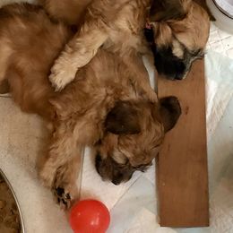 Soft Coated Wheaten Terrier Puppies from Exeter Soft Coated Wheaten Terriers
