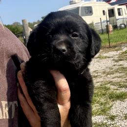 Valor (Pink Collar) - Black female Dilute Retriever puppy in Baldwin City, Kansas from Hedge Lane Labradors