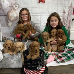 Goldendoodle Puppies from BB Doodles