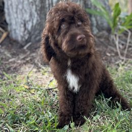 Heath - Chocolate Goldendoodle puppy in Bradenton, Florida from Doodle Acres