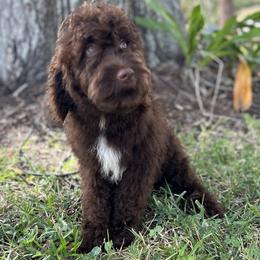 Heath - Chocolate Goldendoodle puppy in Bradenton, Florida from Doodle Acres