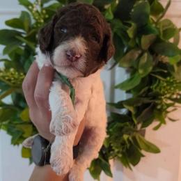 Yankee - Parti male Poodle puppy in Plainfield, New Jersey from Caris Paws Poodles and Labradoodles