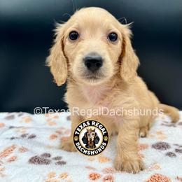 Keith - Cream male Dachshund puppy in Houston, Texas from Texas Regal Dachshunds LLC