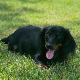 Dachshunds from Down South Doxies