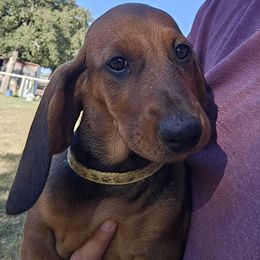 Yellow Girl - Red female Dachshund puppy in Boyd, Texas from Rachel's Dachshunds