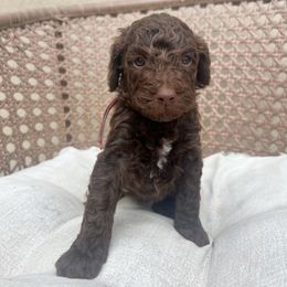 Mercedes - Cafe au lait female Poodle puppy in Tucson, Arizona from Desert Doodles + Poodles