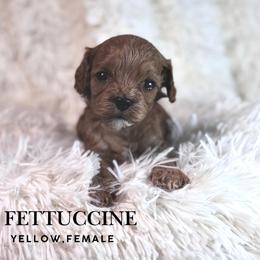 Fettuccine - Red female Cavapoo puppy in Pagosa Springs, Colorado from Selah Mountain Dogs