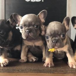 French Bulldogs from Frenchie Social