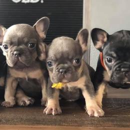 French Bulldogs from Frenchie Social
