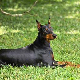 Pandora - Doberman Pinscher