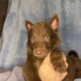 Dark Green color - Liver male German Shepherd puppy in Marion, Ohio from Legacy K9’s